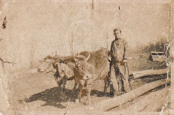 196billsturgill.jpg
This 1920s view is of Bill Sturgill plowing his father's farm at Wolf Knob with a team of oxen.  He was the son of James Estil Sturgill and Ella Ingram.
