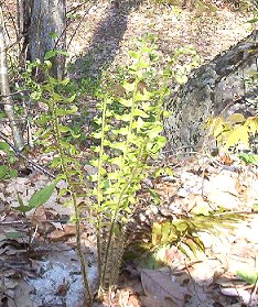 fern.jpg
Ferns, such as this one grow in abundance in Grayson County.  Photo by Jeff Weaver, Spring 2003.

