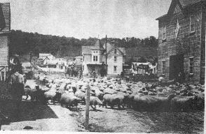 galax2.jpg
This is from a very early 20th century postcard.
