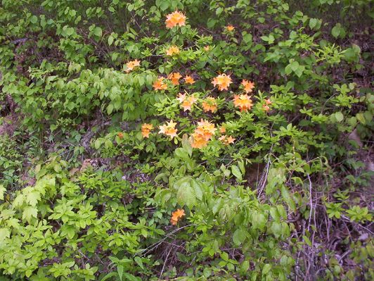 Wolf Knob - Flame Azalea
Flame Azalea or honeysuckle as it is commonly called in this part of the world, is shown in this photograph taken in late spring 2005 on Wolf Knob Road, Grayson County, Virginia.  Photographer -- Jeff Weaver

