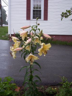 Saltville - Asiatic Lillies
At the home of Jeff Weaver, Saltville, vVA, spring 2006.
