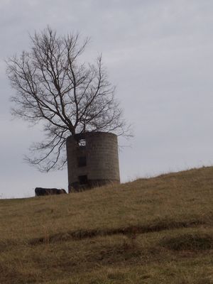 Walton Furnace - Tree in a Silo
This photo is courtesy of David Arnold
