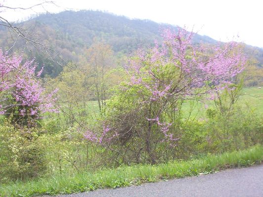 100_1607.jpg
Photo April 19, 2006 by Jeff Weaver.  Red buds dot the Virginia countryside, and generally bloom in April.
