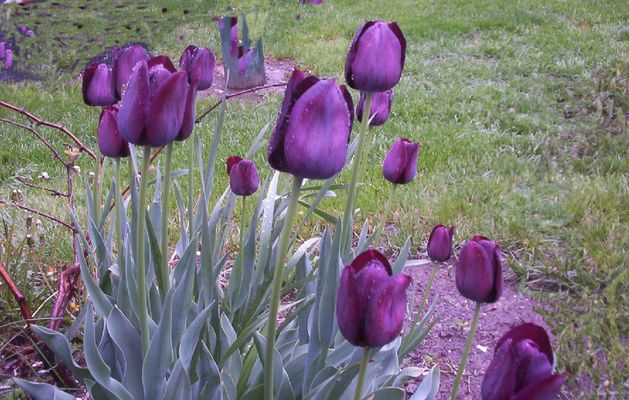 100_1613.jpg
Some very dark purple tulips in my yard.  Jeff Weaver, April 21, 2006.
