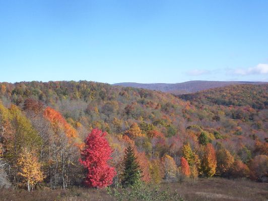 Haw Orchard - Sugarlands
This photo was taken on October 18, 2006 by Jeff Weaver in Grayson Highlands State Park.  It shows the color changes in the Sugar Maples this year.
