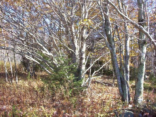 100_1750.jpg
This photo taken October 18, 2006 by Jeff Weaver shows a white birch and a balsam fir near the Grayson Highlands State Park visitors' center.
