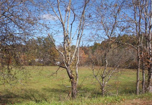 Click to view full size image
==============
100_1760.jpg
This photo was taken October 18, 2006 by Jeff Weaver. This field located near the intersection of U.S. 58 and VA 16 shows the antebellum Grayson County militia muster ground. The militia met here to perform military drills.
100_1760.jpg
This photo was taken October 18, 2006 by Jeff Weaver. This field located near the intersection of U.S. 58 and VA 16 shows the antebellum Grayson County militia muster ground. The militia met here to perform military drills.