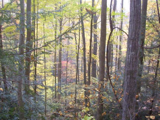 100_1795.jpg
This scene was taken on October 22, 2006 by Jeff Weaver on the Backbone Rock Falls Trail.
