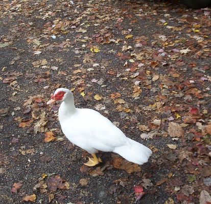 100_1796.jpg
This is one of four geese hanging out at Backbone Rock on October 22, 2006 waiting for a handout.  Photo by Jeff Weaver
