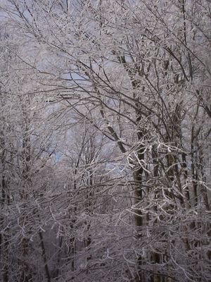 Elk Garden - Icy Trees
This photo was taken on Route 600 in Smyth County, VA Near the Grayson County, VA line on January 24, 2007 by Jeff Weaver.  The ice is hanging on the trees here.
