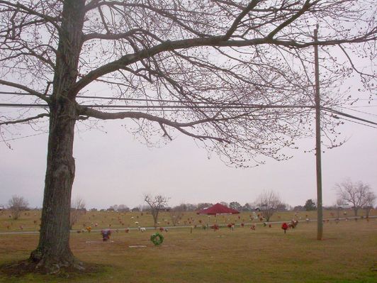Mulberry - Mount Lawn Memorial Park
Photo by Jeff Weaver, March 2007

