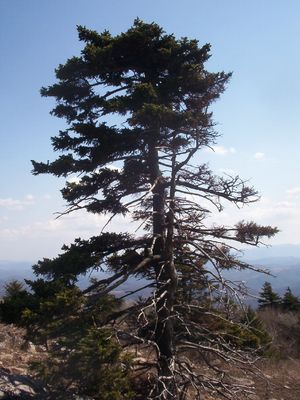 Whitetop - Balsam Fir
This picture of a distressed balsam fir was taken near the summit of Whitetop Mountain on March 25, 2007 by Jeff Weaver.
