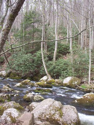 Tumbling Cove - Big Tumbling Creek
Photo March 30, 2007 by Jeff Weaver
