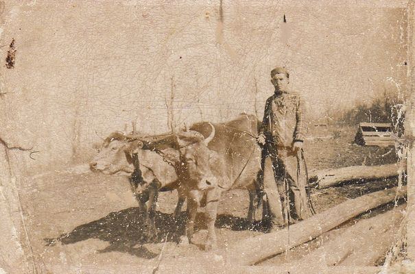 196billsturgill.jpg
This 1920s view is of Bill Sturgill plowing his father's farm at Wolf Knob with a team of oxen.  He was the son of James Estil Sturgill and Ella Ingram.
