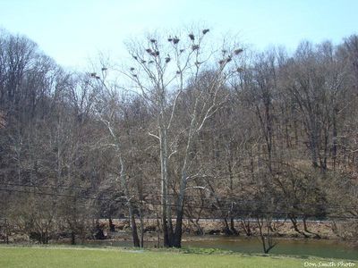 Saltville - Great Blue Heron
Photo taken on the Sanders Farm near Saltville, Virginia on March 25, 2008 by Don Smith [email]dsmith@comcast.net[/email]
