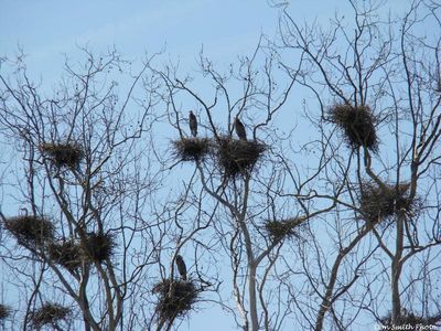 Saltville - Great Blue Heron Rookery
Photo taken on the Sanders Farm, March 25, 2008 by Don Smith [email]dsmith1043@comcast.net[/email]
