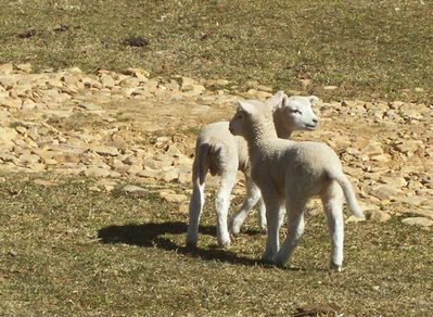 Sheep
"I Love Ewe"Photo byShawn Dunford.  Courtesy of David Arnold [email]david-arnold@comcast.net[/email]
