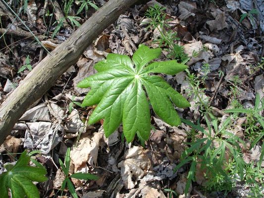LOVER_SLEAPANDNEAROVERLOOKAPRIL152006060.jpg
You might be interested in this [url=http://biotech.icmb.utexas.edu/botany/mayhist.html]botantic description of the Mayapple[/url].  Or in another [url=http://2bnthewild.com/plants/H29.htm]website[/url] about Mayapples. These plants are quite common in the Central Appalachian mountains.  Photo by Don Smith, [email]dsmith1043@comcast.net[/email] April 15, 2006.
