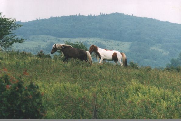 MTPONY.jpg
This photo, courtesy of Mary C. Blevins, shows a pair of wild ponies on Whitetop mountain.
