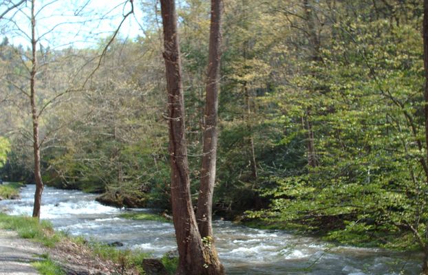 Picture 019.jpg
This photo is of Laurel Creek between Laurel Bloomery, TN and Damascus, VA.  Photo April 28, 2006 by Jeff Weaver
