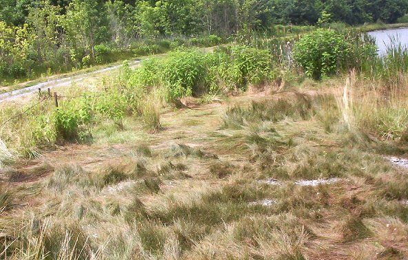 blackseagrass.jpg
This is a photo of black sea grass taken in the well fields, Saltville, Virginia, summer 2003 by Jeff Weaver
