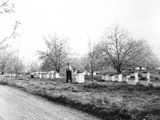 bonhambrosbees.jpg
This 1950 photograph shows bee hives near the Bonham Brothers orchard near Chilhowie, Virginia.
