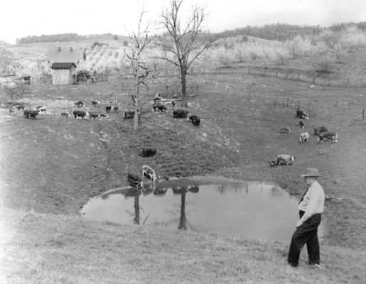 bonhambroscattle.jpg
This is from a 1940s photograph.  J. B. Bonham, Sr. is seen in the photo.

