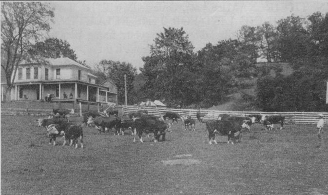 Click to view full size image
==============
Independence - I. P. Bryant Farm
This photo was the cover illustration for the July 1933 Bulletin of the Virginia Department of Agriculture and Immigration. The caption reads "Part of the Registered Hereford Herd at the Home of Mr. I. P. Bryant, Independence, Va." From Jeff Weaver's collection of stuff.
Independence - I. P. Bryant Farm
This photo was the cover illustration for the July 1933 Bulletin of the Virginia Department of Agriculture and Immigration. The caption reads "Part of the Registered Hereford Herd at the Home of Mr. I. P. Bryant, Independence, Va." From Jeff Weaver's collection of stuff.