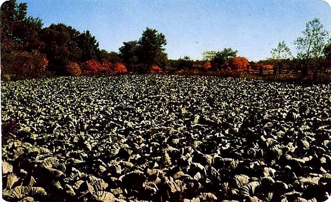 Foscoe - Cabbage Field
IN the 1960s, Watauga County was home to a Kraut cannery, which generated several cabbage fields.
