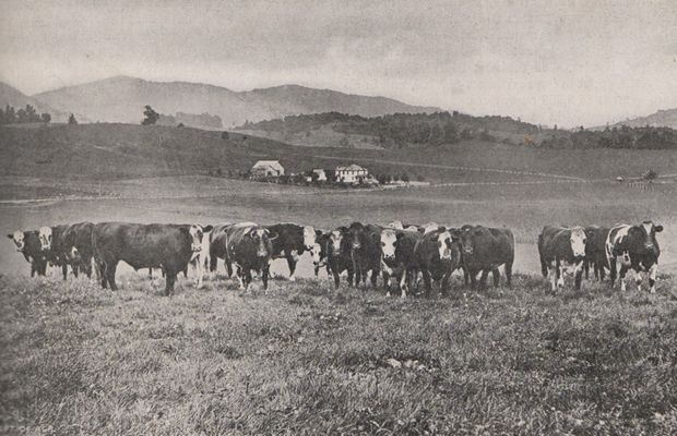 cattlesmythco.jpg
This 1916 photograph shows cattle in Smyth County, VA, presumably in Rich Valley.
