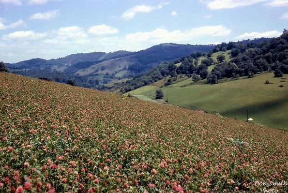 Saltville - Church Ridge
LOOKING NORTHEAST  /  CHURCH RIDGE IN RED CLOVER  /  SALTVILLE, VA.  /  AUGUST 1963.  Courtesy of Don Smith [email]dsmith1043@comcast.net[/email]

 
