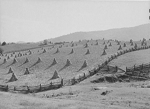 cornmarion2.jpg
This 1940 photograph is from the collection of the Library of Congress.
