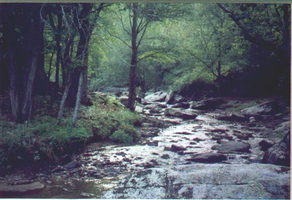 elkcreek.jpg
This photograph was made in Elk Creek by Thom Houck in the mid-1990s.
