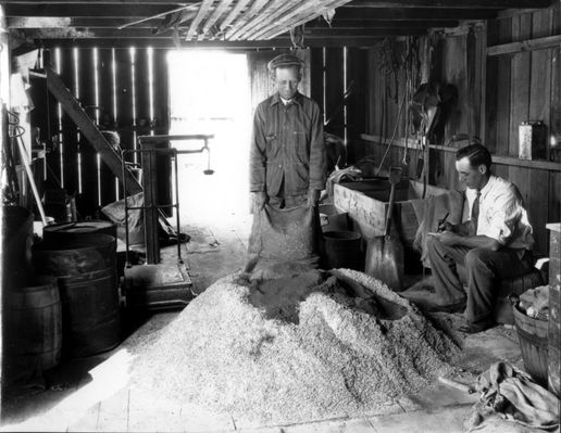 Unknown - Feed Mixing
This 1929 image shows two Ashe County, NC farmers, (names unknown) mixing feed for dairy cattle.  Courtesy of the Archives of North Carolina State University.
