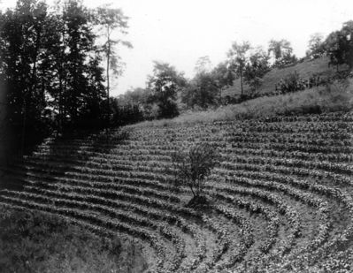 Saltville - Field pf Beans
Field of beans planted along contours so as to prevent washing on steep slopes. Walker Mountain (M 15). Abingdon quadrangle. Virginia. No datembut circa 1910.  From the U. S. Geological Survey.


