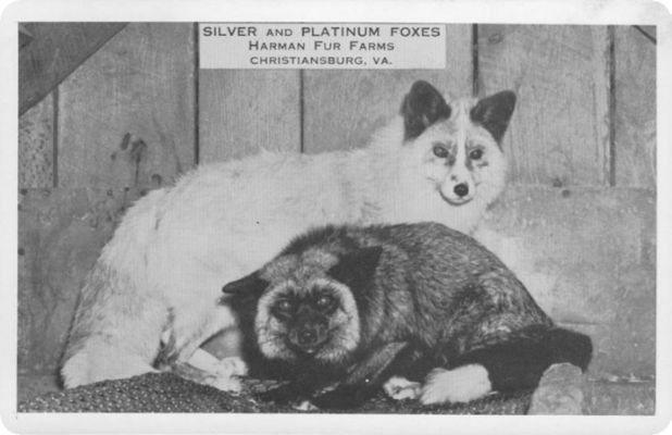 furfarm.jpg
This post card is from the 1930/40 period.  This group had another fur farm on Whitetop in Grayson County as well.
