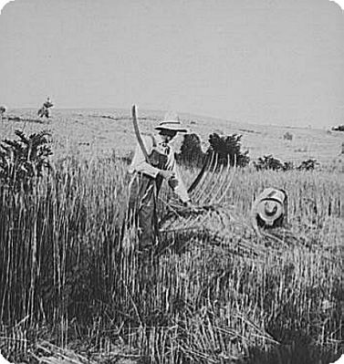 grainchburg.jpg
This is a 1936 Farm Security Administration Photo from the files of the Library of Congress.
