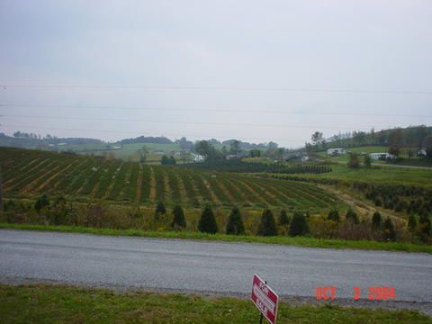 greengable1.jpg
This photo was taken by Scott Trent, and shows the principal agricultural crop in western Grayson County in 2004.
