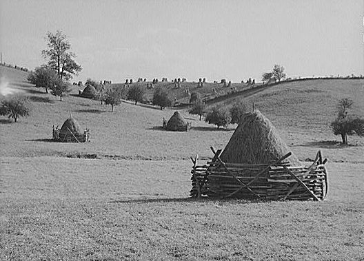 haymarion2.jpg
Photo was taken in 1940.  From the collections of the Library of Congress.
