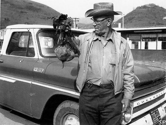 Saltville - Charlie Kestner
CHARLIE KESTNER OF BUCKEYE HOLLOW DISPLAYS HIS 5 LB. 14 OZ. TURNIP / SALTVILLE, VA. / 1970
 
SALTVILLE PROGRESS PHOTO .  Curtesy of Don Smith [email]demith1043@comcast.net[/email]


 
