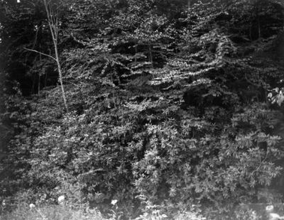 McCready Gap - Rhododendron Thicket
Rhododendron thicket at Maccrady Gap. Abingdon quadrangle. Virginia. No date, bu circa 1910.  From the U.S. Geological Survey.
