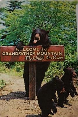 mildred.jpg
Mildred was used as an advertising icon for Grandfather Mountain for many years.
