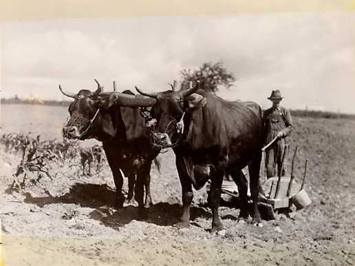 oxenfancygap.jpg
This 1940 photo from the National Park Service Historic Photographic Collection shows a farmer and team of oxen.  The oxen are pulling a sledge to break up clods in newly plowed ground.
