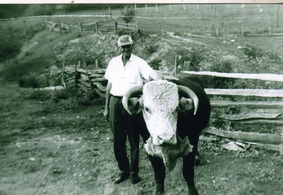 Parks, Joseph Bays
This photo courtesy of Trula Fay Purkey shows her father Joseph Bays Parks with his prize bull "Chuck" circa 1980.  Chuck was purchased from Charles B. Hoffman.
