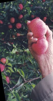 Chilhowie - Picking Apples
This photo from Edna Bonham Love shows a man picking apples in one of the orchards which used to exist in this community.
