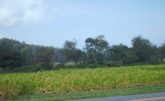 pics 019.jpg
Photo September 10, 2006 by Jeff Weaver.  Tobacco fields were once common in North Carolina's Lost Provinces, however, they are not so much in evidence as they once were.
