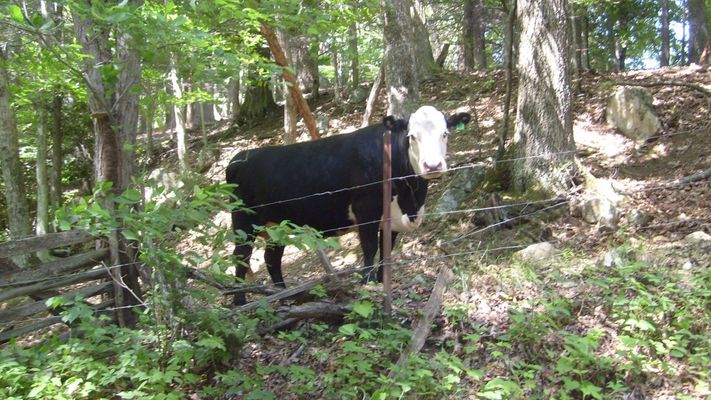 Rocky Hollow - Moo Cow
This cow headed to a wooded section of the lot she was confined to on this hot early June day.  Photo by Jeff Weaver June 8, 2007.
