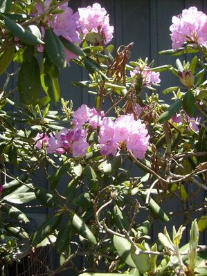 Glendale Springs - Detail of Rhododendron Bloom
[url=http://www.rhododendron.org/]Check out the American Rhododendron Society Website[/url]  Photo May 20, 2007 by Jeff Weaver
