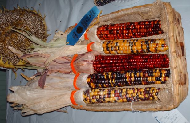 pics 116.jpg
Some Indian Corn exhibited at the 2006 Chilhowie Apple Festival.  Photo September 23, 2006 by Jeff Weaver.
