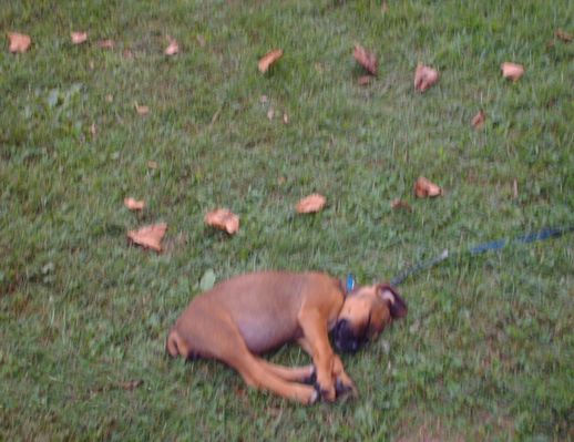 pics 127.jpg
This puppy was photographed at the 2006 Chilhowie Apple Festival.  Poor little fellow was plum tuckered out.
